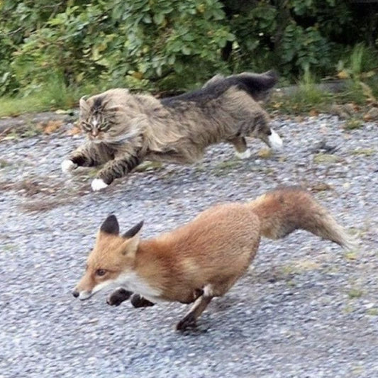 Devon Rexi meets John T. Gast - Breathstep LP (Pre-order)