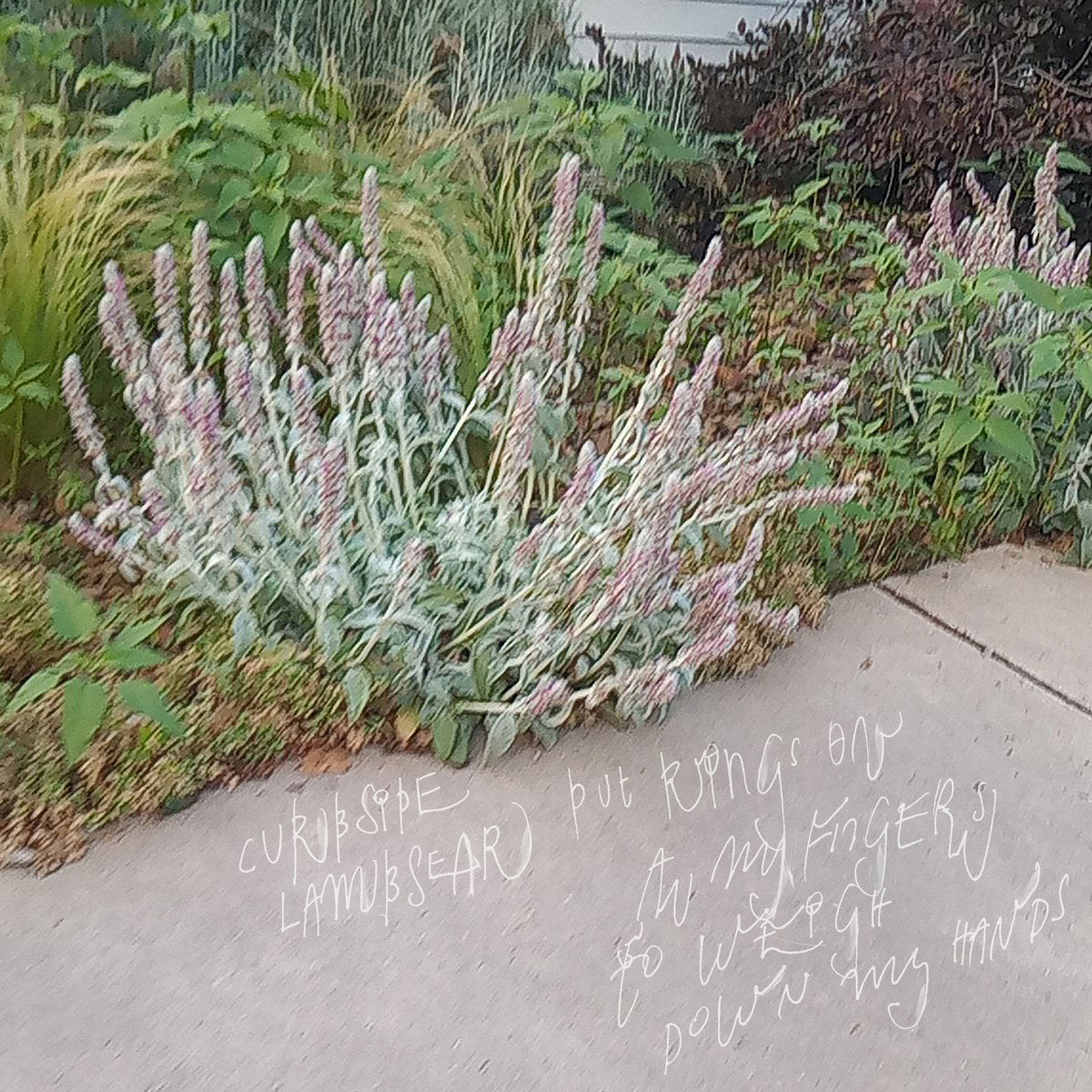Curbside Lambsear - Put Rings on All My Fingers to Weigh Down My Hands LP